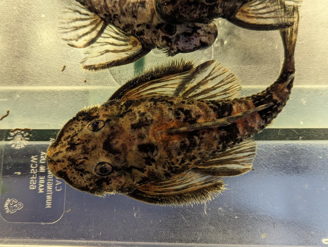 Buy L168 Butterfly Pleco online in Australia Point Pleco Aquariums